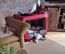 SNOOPY, Hund, Mischlingshund in Rhauderfehn - Bild 15