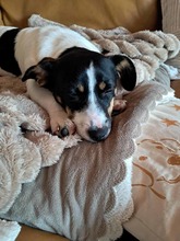 SNOOPY, Hund, Mischlingshund in Rhauderfehn - Bild 16
