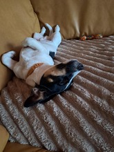 SNOOPY, Hund, Mischlingshund in Rhauderfehn - Bild 17