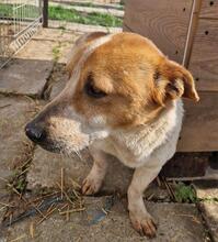 LOUIS, Hund, Mischlingshund in Rumänien - Bild 10
