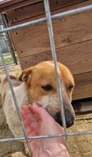 LOUIS, Hund, Mischlingshund in Rumänien - Bild 11