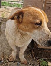 LOUIS, Hund, Mischlingshund in Rumänien - Bild 13
