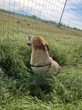 LOUIS, Hund, Mischlingshund in Rumänien - Bild 15