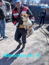 LOUIS, Hund, Mischlingshund in Rumänien - Bild 17