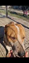 LOUIS, Hund, Mischlingshund in Rumänien - Bild 18