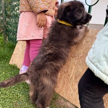 JIMMY, Hund, Mischlingshund in Rumänien - Bild 10