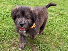 JIMMY, Hund, Mischlingshund in Rumänien - Bild 9