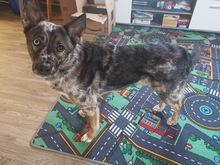 PATCH, Hund, Mischlingshund in Calden - Bild 10