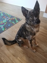 PATCH, Hund, Mischlingshund in Calden - Bild 11