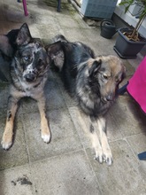 PATCH, Hund, Mischlingshund in Calden - Bild 14