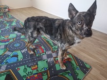PATCH, Hund, Mischlingshund in Calden - Bild 15