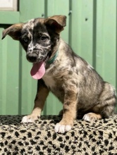 PATCH, Hund, Mischlingshund in Calden - Bild 16