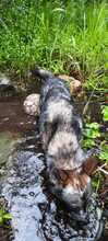 PATCH, Hund, Mischlingshund in Calden - Bild 8
