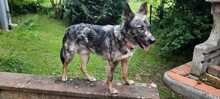 PATCH, Hund, Mischlingshund in Calden - Bild 9