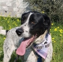 ASHLEY, Hund, Pointer in Griechenland - Bild 1