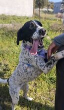 ASHLEY, Hund, Pointer in Griechenland - Bild 2