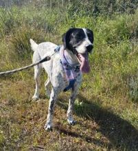 ASHLEY, Hund, Pointer in Griechenland - Bild 3