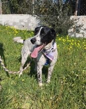 ASHLEY, Hund, Pointer in Griechenland - Bild 4