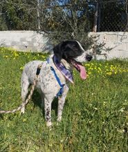ASHLEY, Hund, Pointer in Griechenland - Bild 5