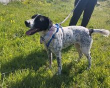 ASHLEY, Hund, Pointer in Griechenland - Bild 6