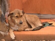 MELITTA, Hund, Mischlingshund in Griechenland - Bild 6