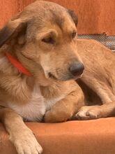 MELITTA, Hund, Mischlingshund in Griechenland - Bild 7