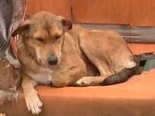 MELITTA, Hund, Mischlingshund in Griechenland - Bild 8