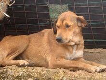 MELITTA, Hund, Mischlingshund in Griechenland - Bild 9