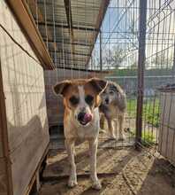 THEO, Hund, Mischlingshund in Rumänien - Bild 10