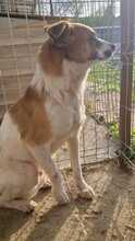 THEO, Hund, Mischlingshund in Rumänien - Bild 12