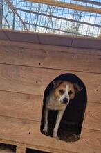 THEO, Hund, Mischlingshund in Rumänien - Bild 13