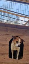 THEO, Hund, Mischlingshund in Rumänien - Bild 14