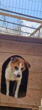 THEO, Hund, Mischlingshund in Rumänien - Bild 15