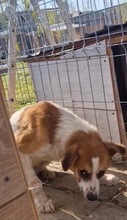 THEO, Hund, Mischlingshund in Rumänien - Bild 16