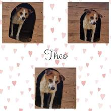 THEO, Hund, Mischlingshund in Rumänien - Bild 17
