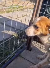 THEO, Hund, Mischlingshund in Rumänien - Bild 18