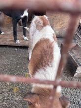 THEO, Hund, Mischlingshund in Rumänien - Bild 19