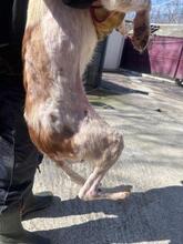 THEO, Hund, Mischlingshund in Rumänien - Bild 20