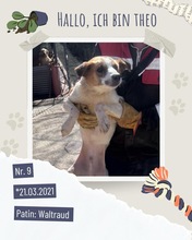 THEO, Hund, Mischlingshund in Rumänien - Bild 21