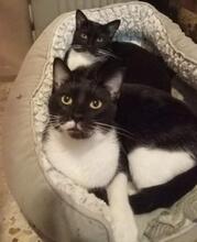 KAIPO, Katze, Europäisch Kurzhaar in Spanien - Bild 2