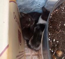 KAIPO, Katze, Europäisch Kurzhaar in Spanien - Bild 3