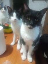 LIKO, Katze, Europäisch Kurzhaar in Spanien - Bild 3