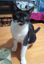 LIKO, Katze, Europäisch Kurzhaar in Spanien - Bild 4
