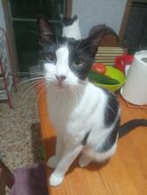 TAO, Katze, Europäisch Kurzhaar in Spanien - Bild 2