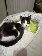 TAO, Katze, Europäisch Kurzhaar in Spanien - Bild 4