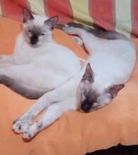 SUKI, Katze, Siam-Mix in Spanien