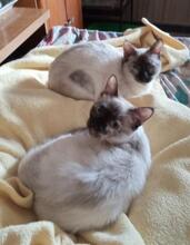 SUKI, Katze, Siam-Mix in Spanien - Bild 2