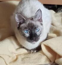 FLOCKIE, Katze, Siam-Mix in Spanien - Bild 3