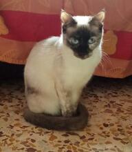 FLOCKIE, Katze, Siam-Mix in Spanien - Bild 4