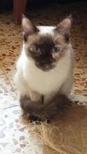 FLOCKIE, Katze, Siam-Mix in Spanien - Bild 5